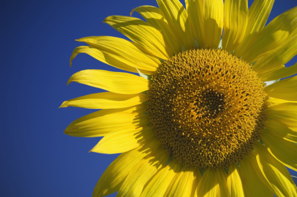 Sunflower with blue sky.