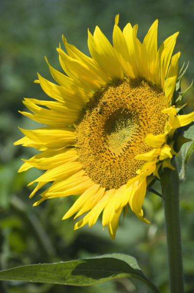 Closeup of single sunflower.