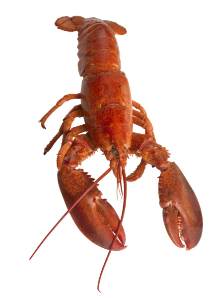 Closeup of a lobster.