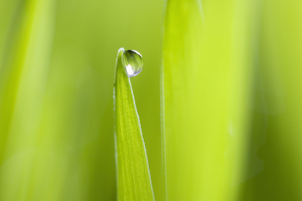 Drop of water on blade of grass.