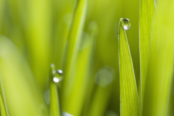 Drops of water on blades of grass.
