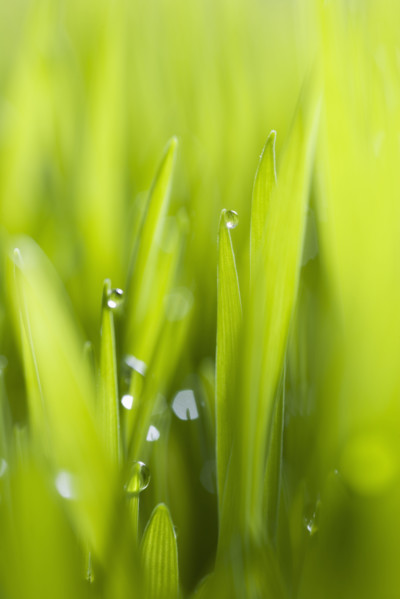 Drops of water on blades of grass.
