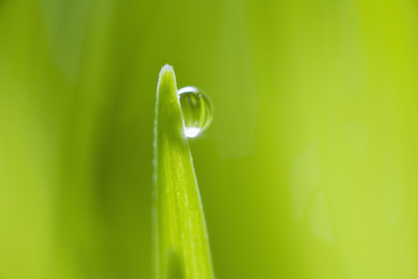 Drop of water on blade of grass.