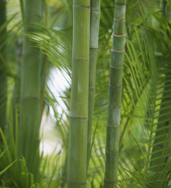 Closeup of bamboo shoots.