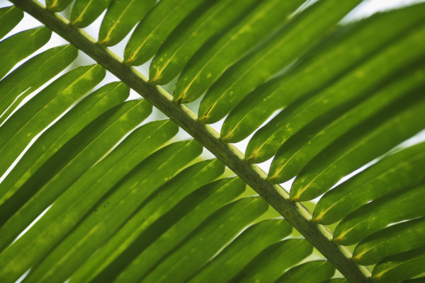 Closeup of fronds.