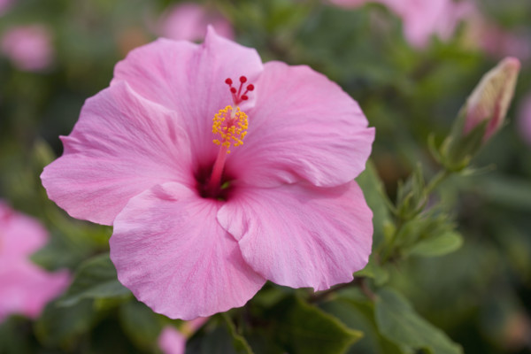 Closeup of hibiscus flower.