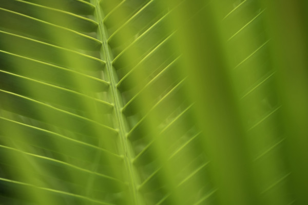 Closeup of fronds.