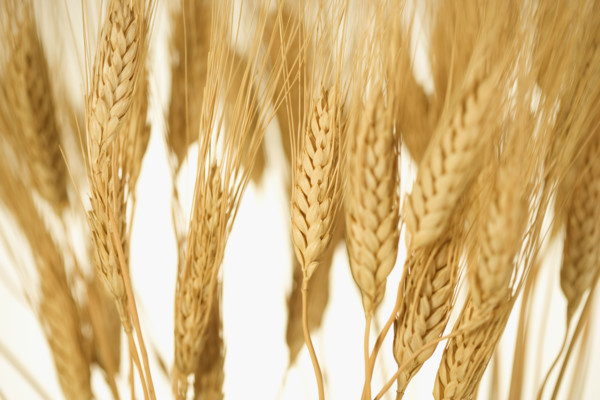 Closeup of wheat.