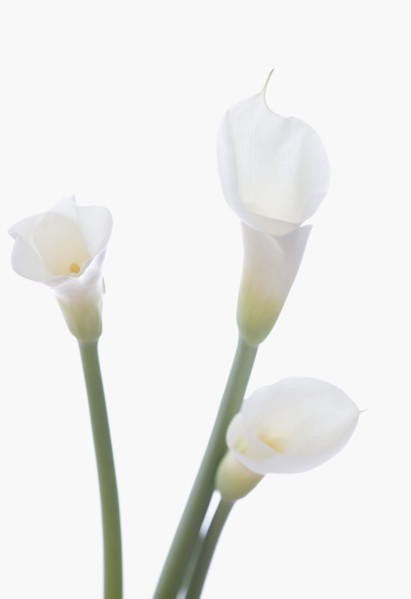 Still life of calla lilies.