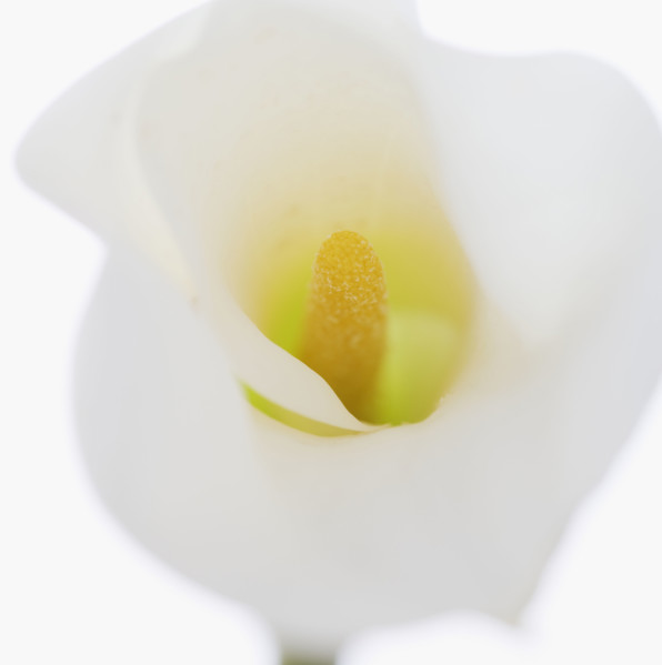 Still life of calla lily.