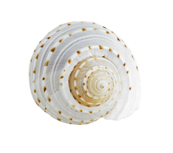 Spiral shell.