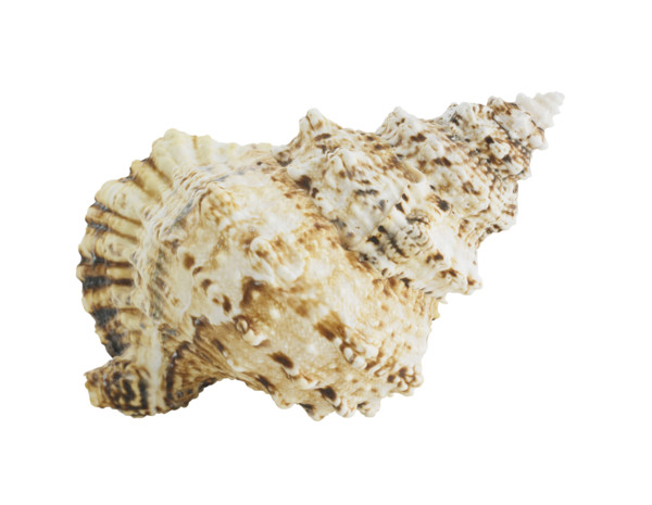 Spiral seashell.