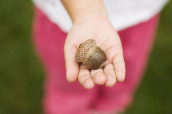 Closeup of an acorn in a childs hand.