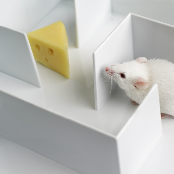 Mouse in a maze.