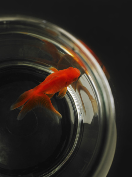 Goldfish in fishbowl.