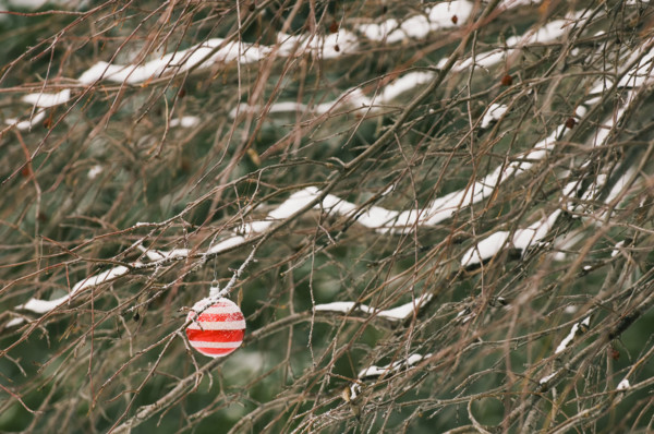 One Christmas ornament hanging in tree.
