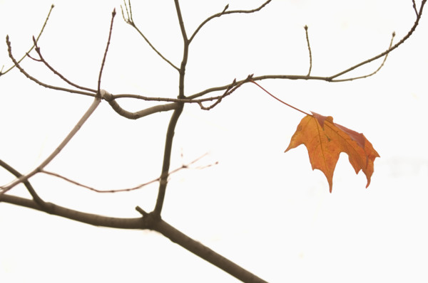 Closeup of lone autumn leaf.