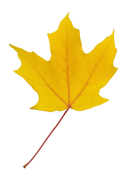 Closeup of an autumn leaf.