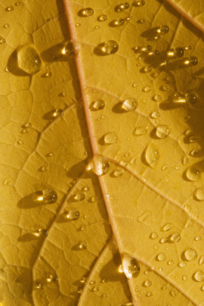 Closeup of fall leaf.