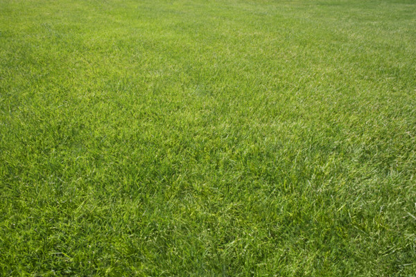Field of green grass outdoors.