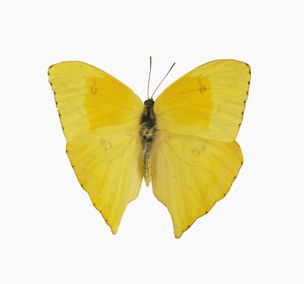Studio shot of butterfly.