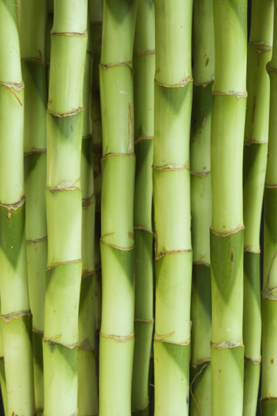 Close up of bamboo shoots.