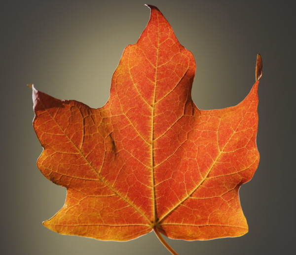 Close up of autumn leaf.