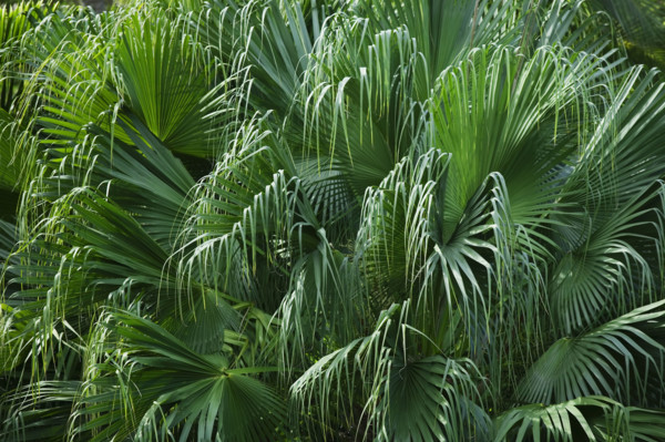Close up of foliage.