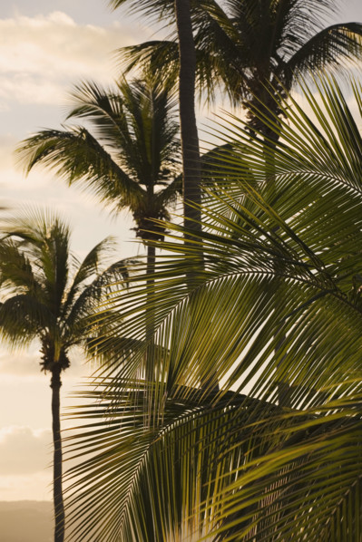 Palm trees at dusk.
