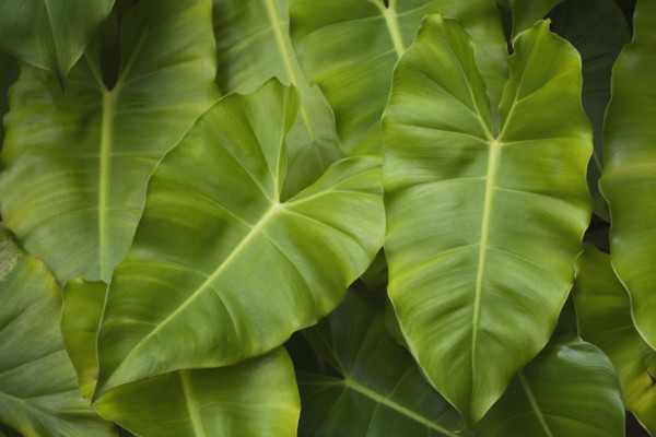 Close up of leaves.