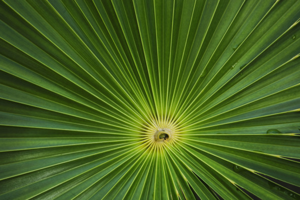 Close up of leaves.