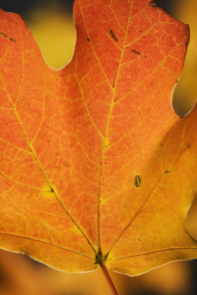 Close up of autumn leaf.