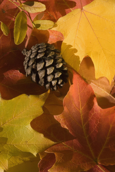 Close up of autumn leaves and pine cone.