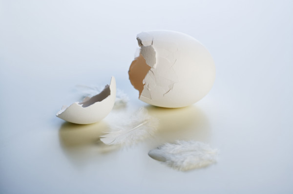 Closeup of a broken chicken egg.