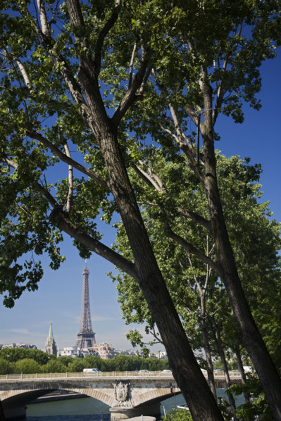 View through trees to Eiffel Tower.