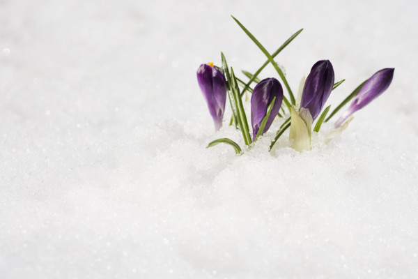 Flowers growing in snow.