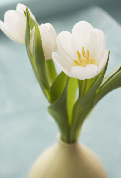 Close up of flowers in vase.