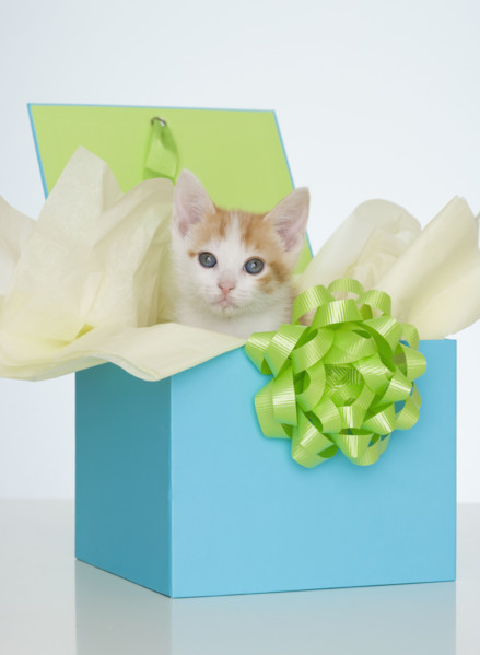 Kitten in gift box.