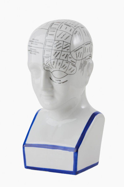 Close up of phrenology head diagram.