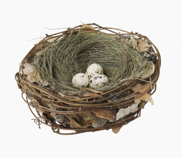 Close up of bird’s next with eggs.