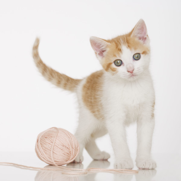 Kitten next to ball of string.