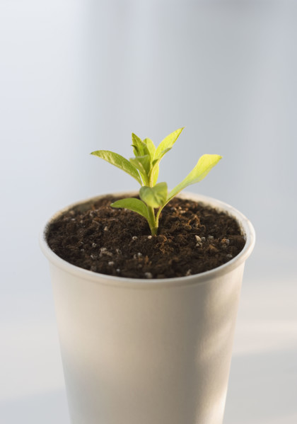 Plant growing in pot.