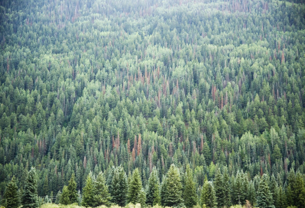 Pine Trees Telluride Colorado USA. Date : 2006
