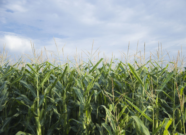 Cornfields in Minnesota USA. Date : 2006