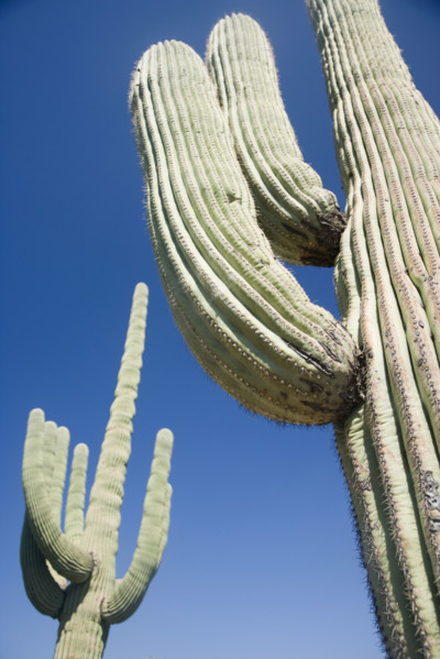 Low angle view of cactus, Arizona, United States. Date : 2007