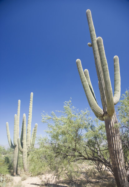 Low angle view of cactus, Arizona, United States. Date : 2007