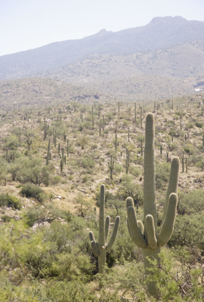 Cactus with mountain in background, Arizona, United States. Date : 2007
