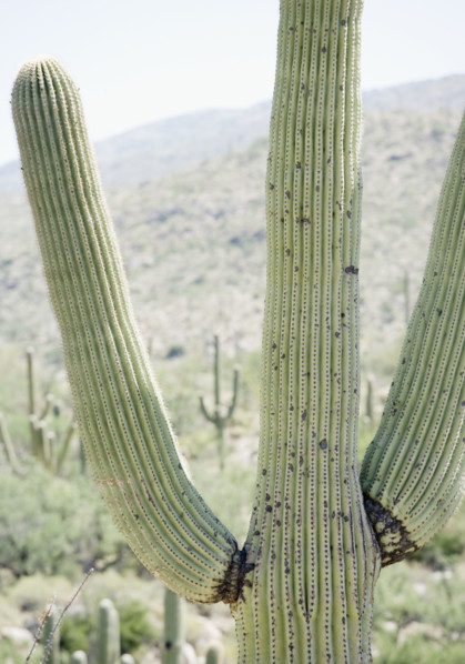 Close up of cactus, Arizona, United States. Date : 2007