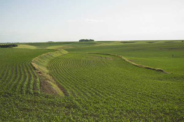 View of corn field. Date : 2007