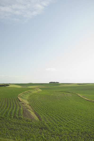 View of corn field. Date : 2007